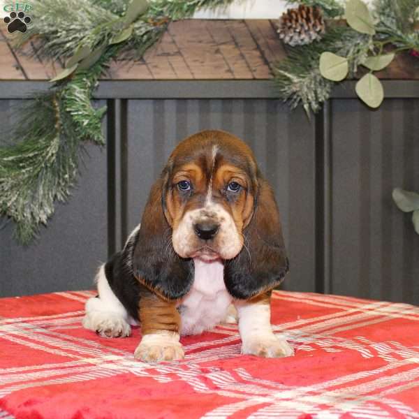 Sandy, Basset Hound Puppy